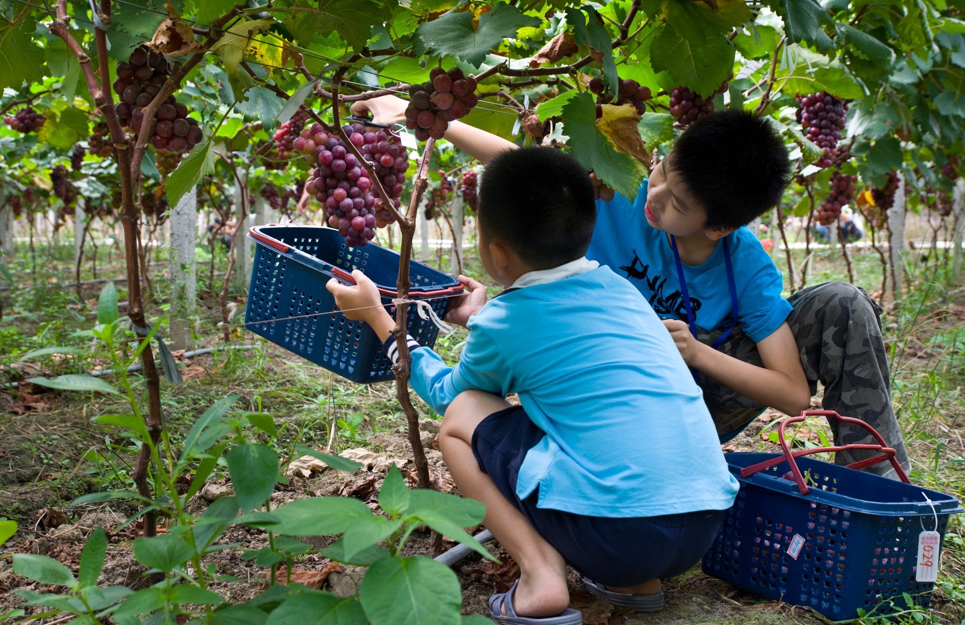 南京秋季采摘攻略：10月不可错过的五大好去处